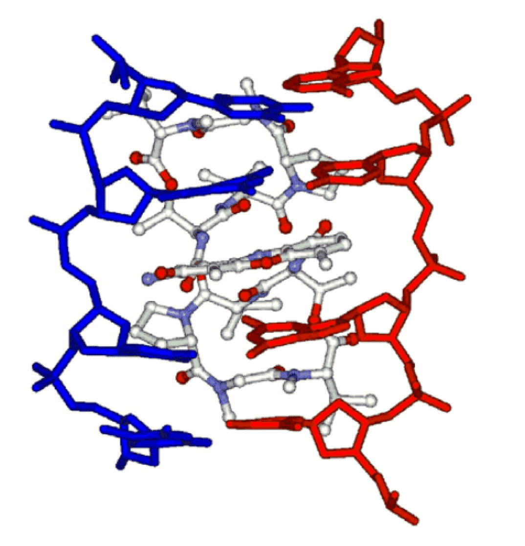 Fig.2 Schematic of the dactinomycin D-DNA sequence complex.